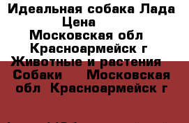 Идеальная собака Лада! › Цена ­ 200 - Московская обл., Красноармейск г. Животные и растения » Собаки   . Московская обл.,Красноармейск г.